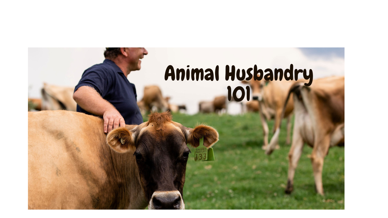 Animal husbandry 101 | FarmCo