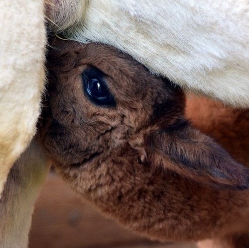 Thinking of getting alpacas? Here's all you need to know - FarmCo