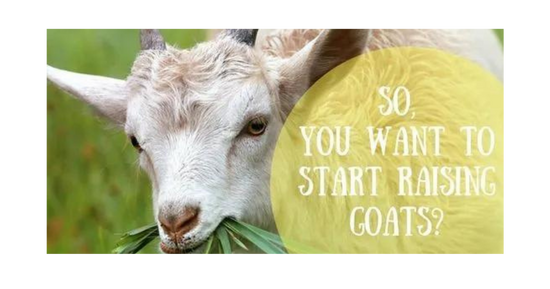 How to Help a Goat Give Birth Without a Vet - Grit