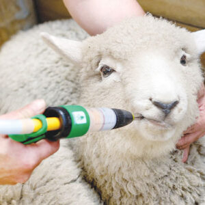 Sheep Treatments