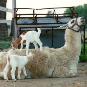 Goat & Alpaca Products