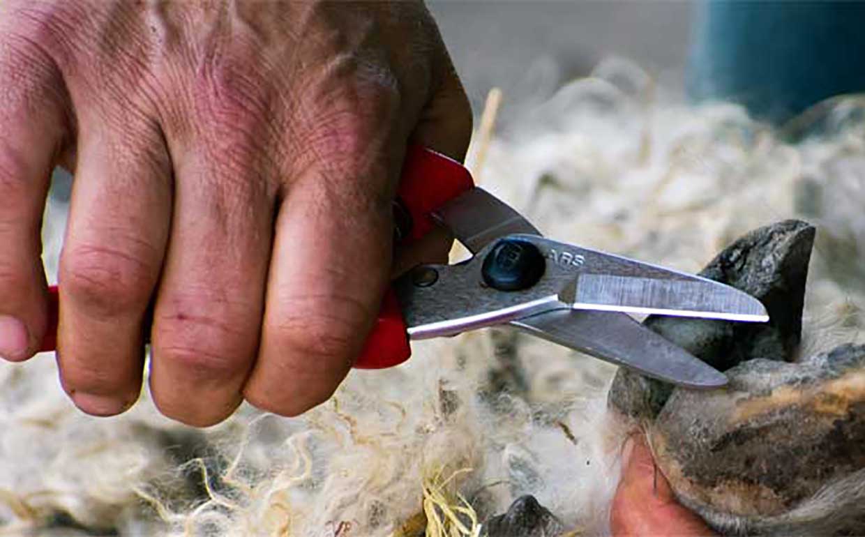 Hoof Shears FarmCo