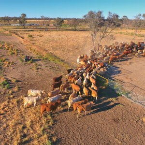 Stock Prods & Mustering