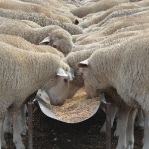 Livestock Feed