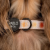 Pablo & Co Sunshine Dog Collar featuring a vibrant yellow sunshine design, perfect for dogs of all sizes.