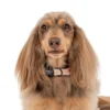 Pablo & Co Sunshine Dog Collar featuring a vibrant yellow sunshine design, perfect for dogs of all sizes