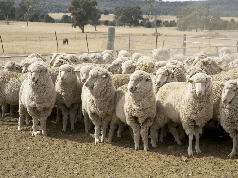 Animal Health