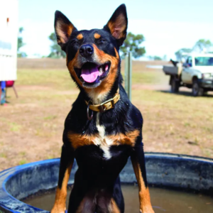 Grooming & Health Essentials