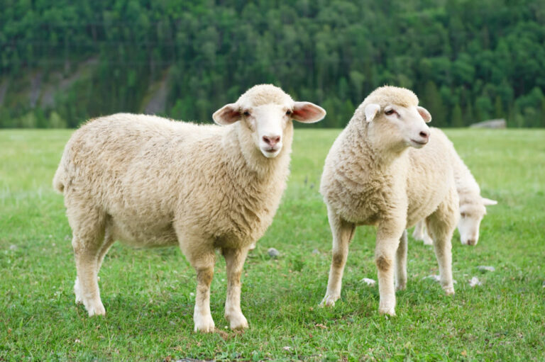 Australian sheep grazing on a lush green field, with trees atop a hill in the background.