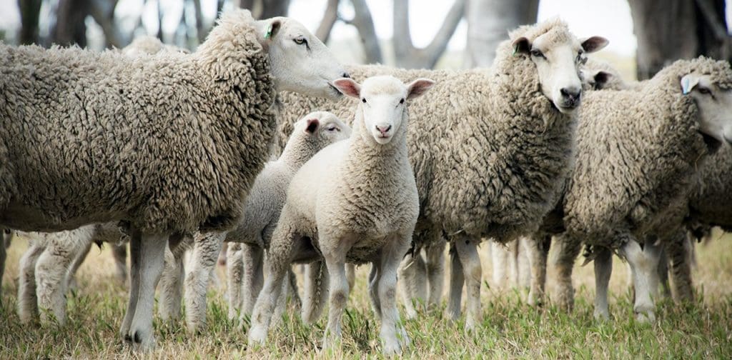 Australian sheep and lambs grazing in a golden wheat paddock with blurred tree trunks in the background.