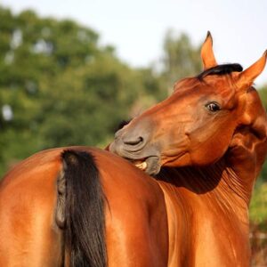 Horse Pest Control