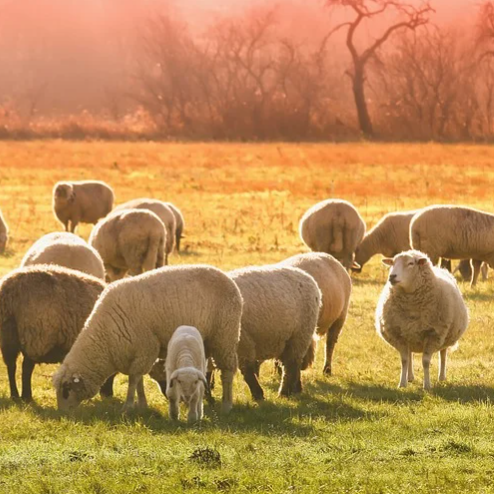 sheep