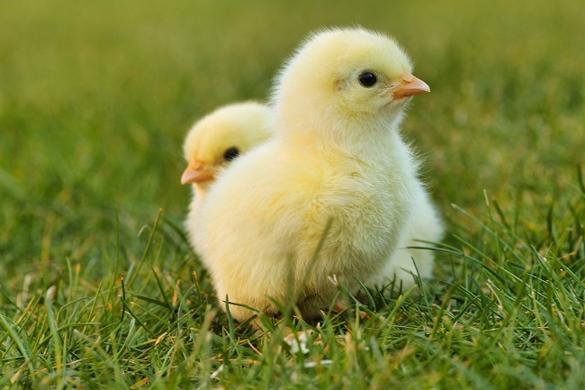 Two fluffy yellow chicks standing on green grass.