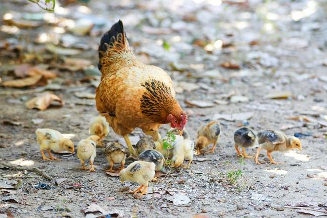 Hen with a group of chicks foraging on the ground.