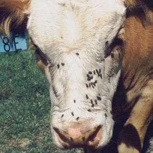 Cattle Fly & Lice Treatments