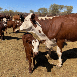 Cattle Husbandry