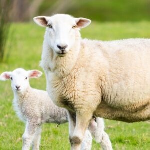 Lambing & Marking Gear