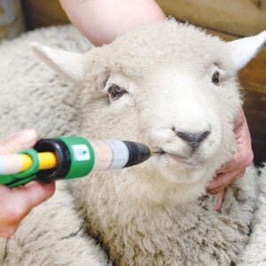 Sheep Drench & Worm Treatments