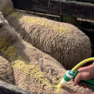 Sheep Fly & Lice Treatments