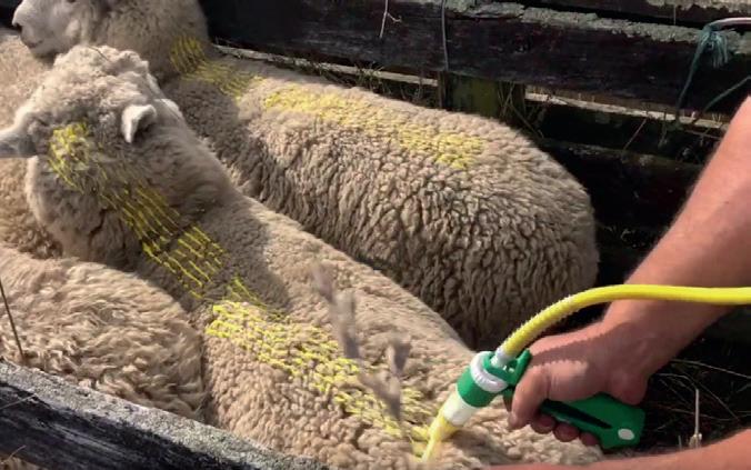 Sheep Fly and Lice Treatments