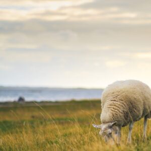 Sheep Healthcare