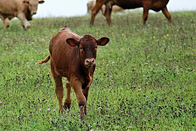 A young brown calf walks confidently through a pasture filled with green grass and scattered wildflowers.