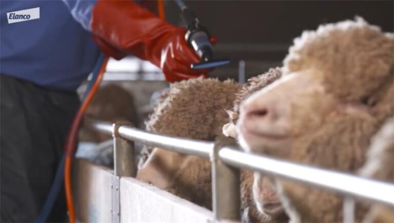Farmer applying pour-on sheep drench along the back for parasite control.