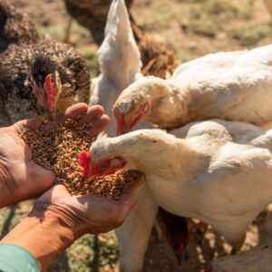 Poultry Feed & Nutrition