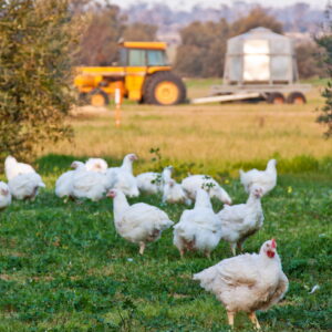 Poultry Health & Wellness