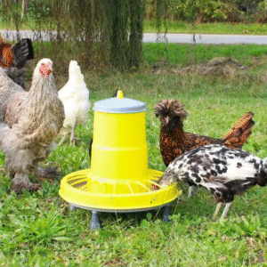 Poultry Equipment & Supplies