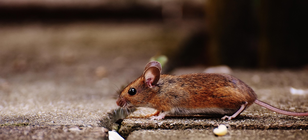 Mice Insect Mice, Rat and Annoying Buzzing Insect Control - FarmCo