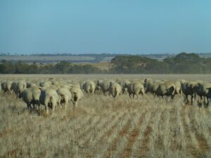 Flock of sheep grazing on a stubble paddock in a dry rural landscape