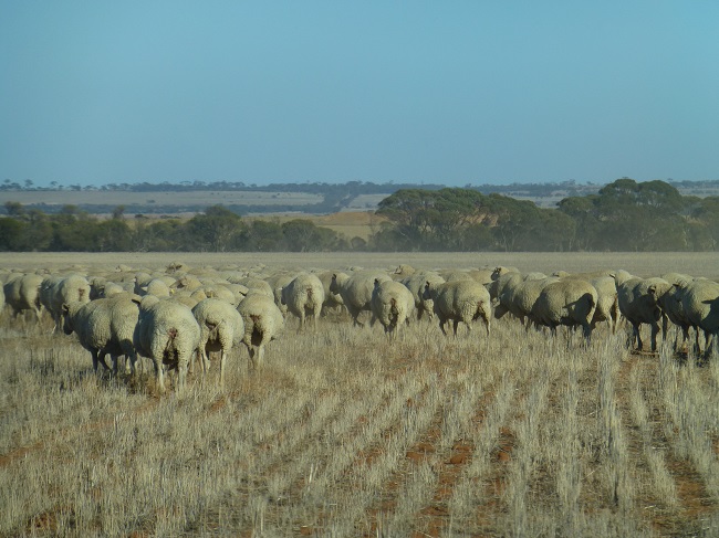 Flock of sheep grazing on a stubble paddock in a dry rural landscape