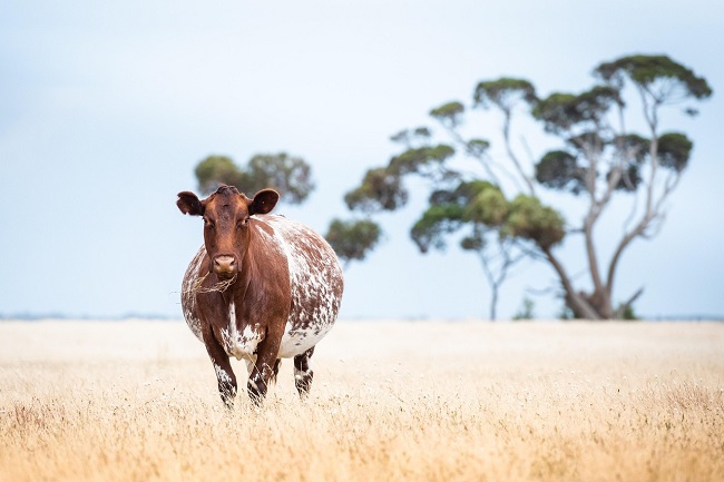 Brown and white speckled cow standing in a dry paddock with gum trees in the background