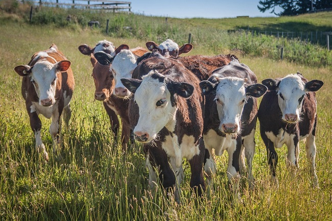 Group of Hereford calves standing together in a green paddock