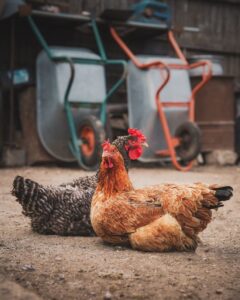 Two backyard hens resting in a farmyard with wheelbarrows in the background