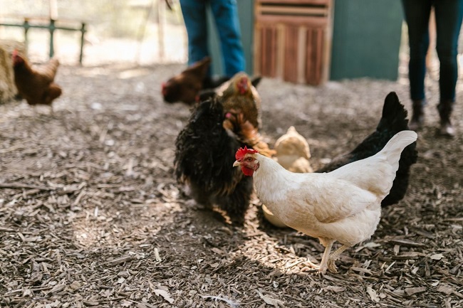Mixed flock of backyard chickens foraging on wood chip ground