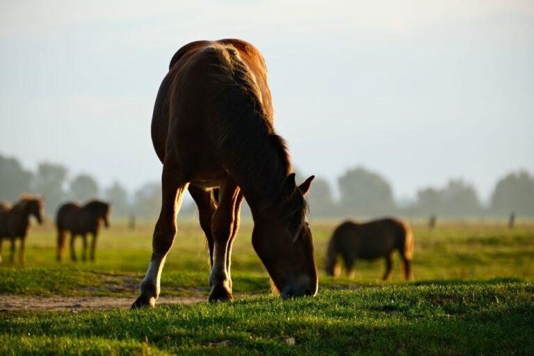 Horses grazing on green pasture at golden hour, with a bay horse in the foreground and a herd in the misty background