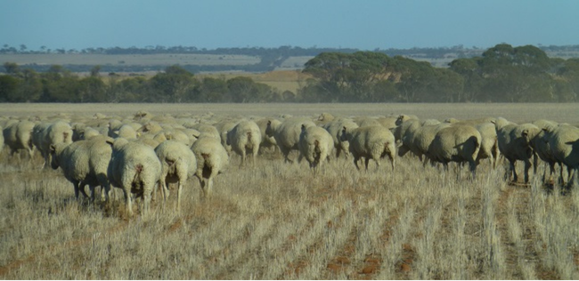 Merino sheep walking across a dry cereal stubble paddock, where weaner lamb supplements help fill nutrition gaps over summer.