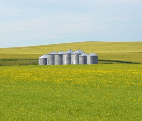 A group of galvanised steel grain silos in a green and yellow paddock, with rolling hills behind under a pale blue sky.